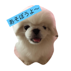 [LINEスタンプ] ペキニーズのはじめくん