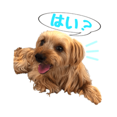 [LINEスタンプ] ヨーキー チェロのつぶやき