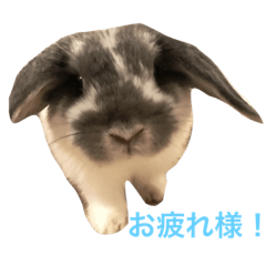 [LINEスタンプ] うさぎの源ちゃん