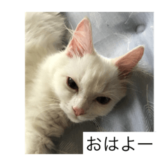 [LINEスタンプ] ラグドール さくら