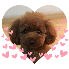 [LINEスタンプ] トイプードルのこむぎちゃん♪
