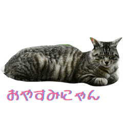 [LINEスタンプ] ネコ三渓園