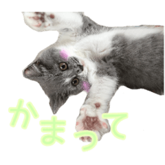 [LINEスタンプ] ペット集合♡