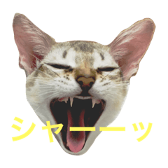 [LINEスタンプ] うちのアビちゃん