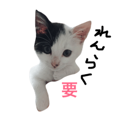 [LINEスタンプ] ぶち猫の花ちゃん