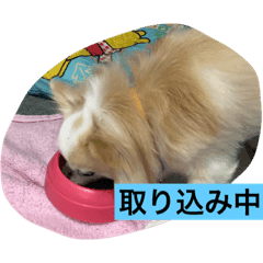 [LINEスタンプ] ワンコのご挨拶