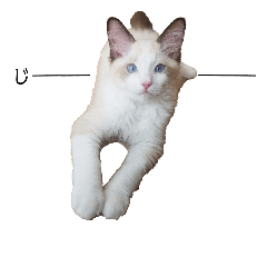 [LINEスタンプ] 可愛い子猫のラグドール