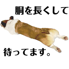 [LINEスタンプ] 気弱なコーギー あずき