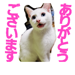 [LINEスタンプ] 賢い白猫。