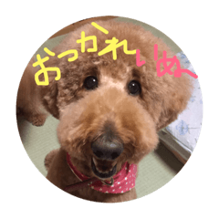 [LINEスタンプ] ニコとぷ〜すけ