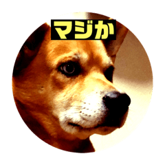 [LINEスタンプ] ランディ日記（雑種）