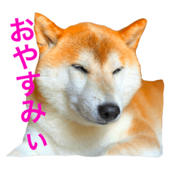 [LINEスタンプ] 柴犬 ゴン太
