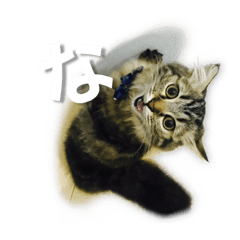 [LINEスタンプ] 夏月にゃ！