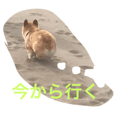 [LINEスタンプ] コーギーのコロンちゃんと仲間たち