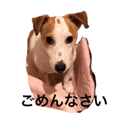 [LINEスタンプ] ジャックラッセルテリアのハム