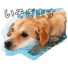 [LINEスタンプ] くりんとラテの親娘犬スタンプ