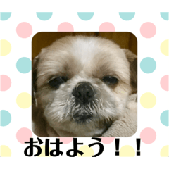 [LINEスタンプ] かわいいマロンくん