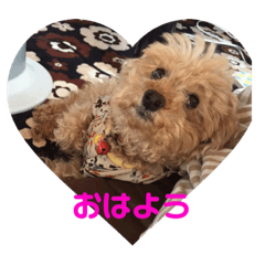 [LINEスタンプ] トイプードルのショコラくんスタンプ