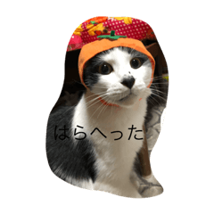 [LINEスタンプ] のらぼんゆずみるたま