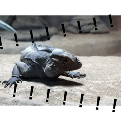[LINEスタンプ] 動物たち 動物園 気持ち