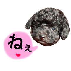 [LINEスタンプ] 黒プードルのにこちゃん