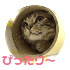 [LINEスタンプ] ねこのにちじょう〜〜