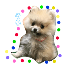 [LINEスタンプ] ティーカップポメラニアンのそら