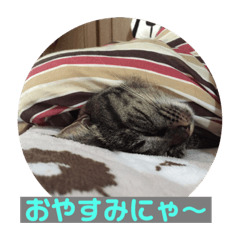 [LINEスタンプ] みかん。あいさつ
