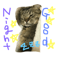 [LINEスタンプ] ネコ 日常