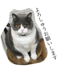 [LINEスタンプ] にゃんこのロイ