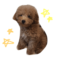[LINEスタンプ] ココちゃんのスタンプう