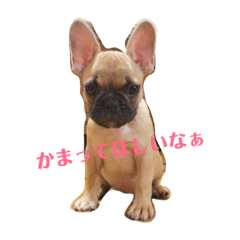 [LINEスタンプ] フレンチブルドッグ LOCO