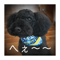 [LINEスタンプ] モフモフのROY
