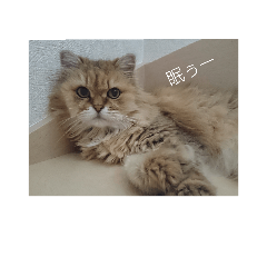 [LINEスタンプ] ネコの品格(ペルシャ・チンチラゴールデン)