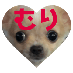 [LINEスタンプ] ジロジロテテくん