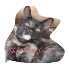 [LINEスタンプ] 奥村家の愉快なにゃんこたち