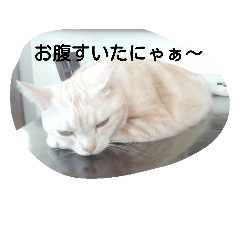[LINEスタンプ] 猫三姉妹
