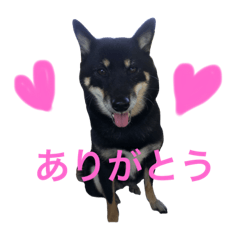 [LINEスタンプ] うちの子黒柴