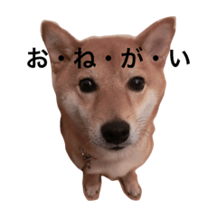 [LINEスタンプ] 豆柴やまとのゆるゆるな日常