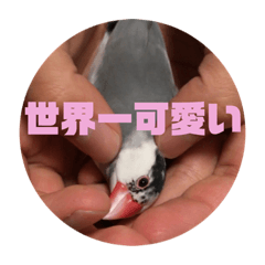 [LINEスタンプ] 鈴木家のブンさん
