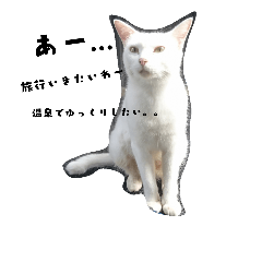 [LINEスタンプ] しろねこ～使える日常言葉～