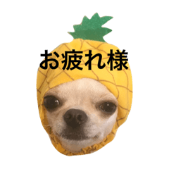 [LINEスタンプ] ひまわりとたいよう