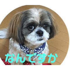 [LINEスタンプ] シーズー犬 ぽぽ