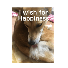 [LINEスタンプ] 今日もしあわせ保護犬しっぽたん