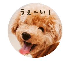 [LINEスタンプ] トイプードル ドキンちゃん