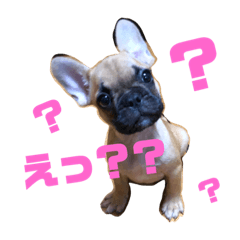 [LINEスタンプ] フレンチブルドッグ LOCO2