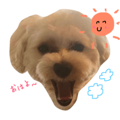 [LINEスタンプ] マルプー 大吉 ♂