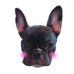 [LINEスタンプ] 我が家のlocoちゃん