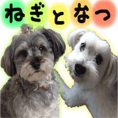 [LINEスタンプ] 伊佐なつ＆ねぎ