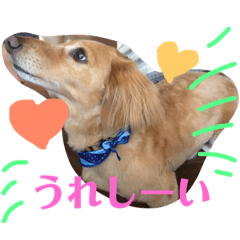 [LINEスタンプ] ミニチュアダックスフンドのマロン